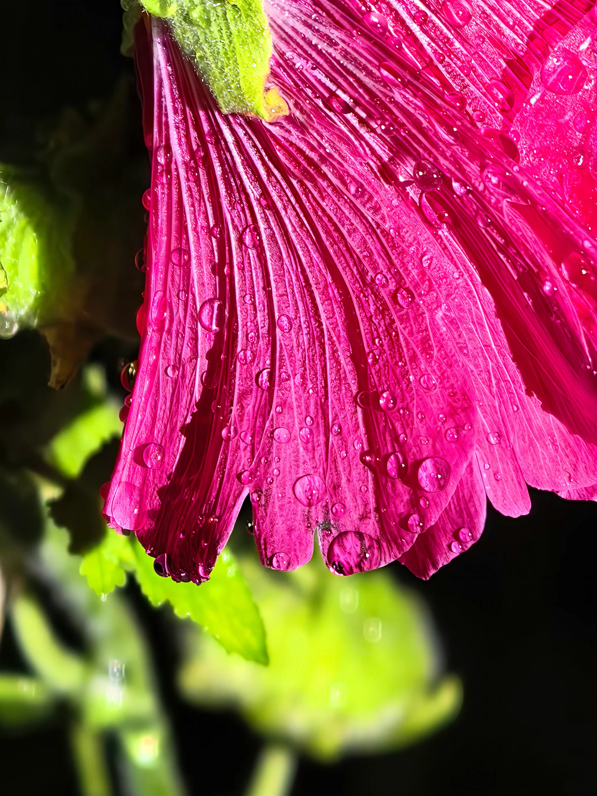 雨后花,第 1 张。